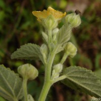 Sida cordifolia L.